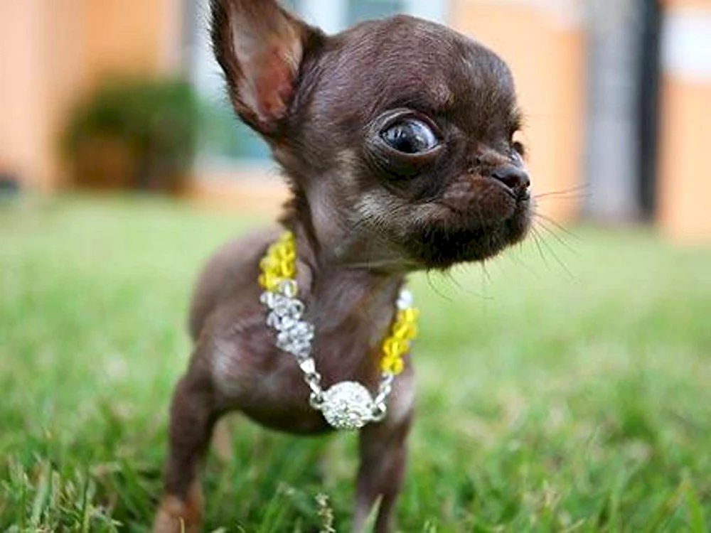 Pomeranian Spitz Dwarf