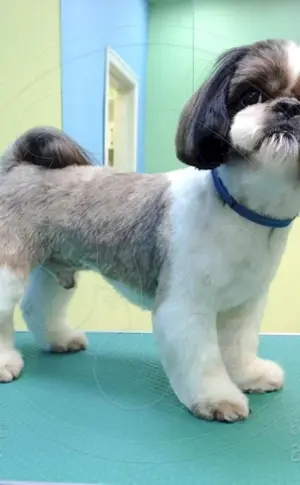 Shih tzu