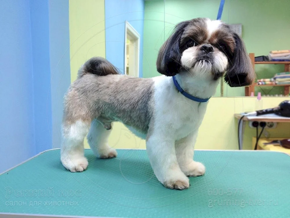 Shih tzu