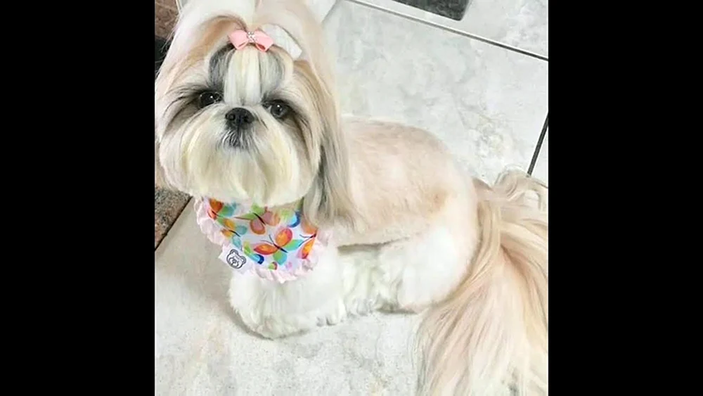 Shih tzu