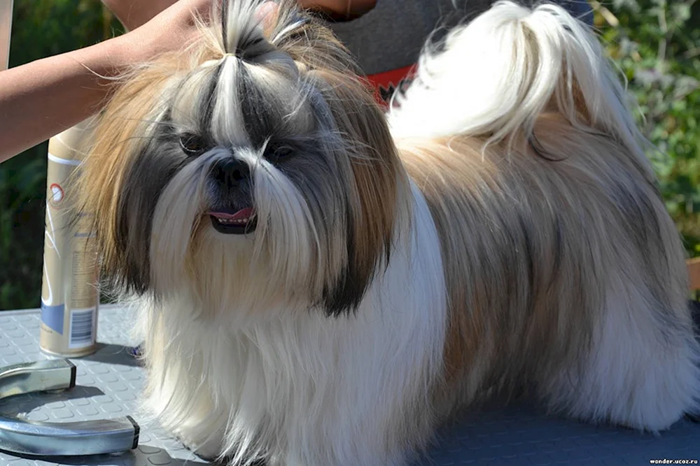 Shi tzu Haarschnitte