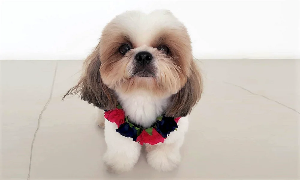 Shi tzu ähnliche Rassen