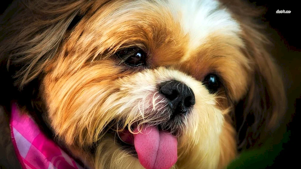 Shih Tzu