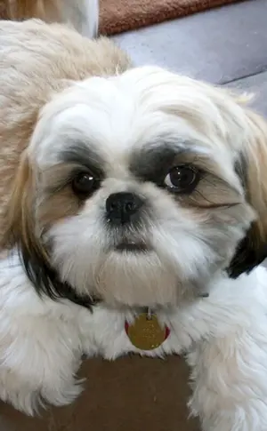 Shih Tzu