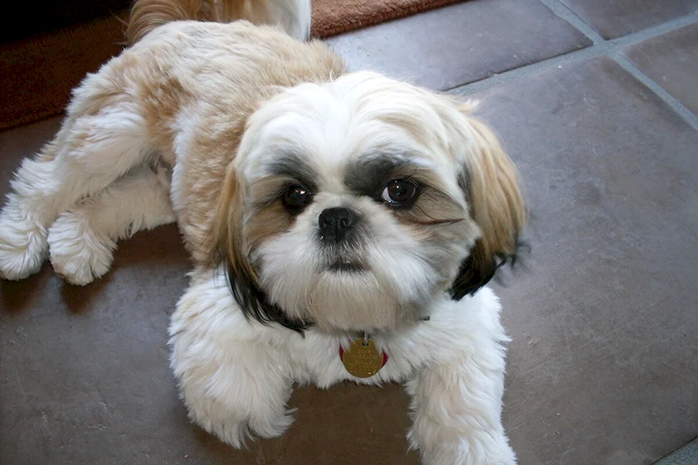 Shih Tzu