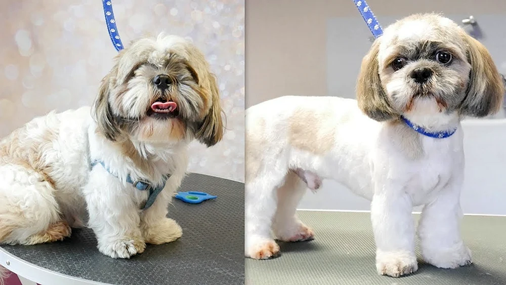 Shih tzu