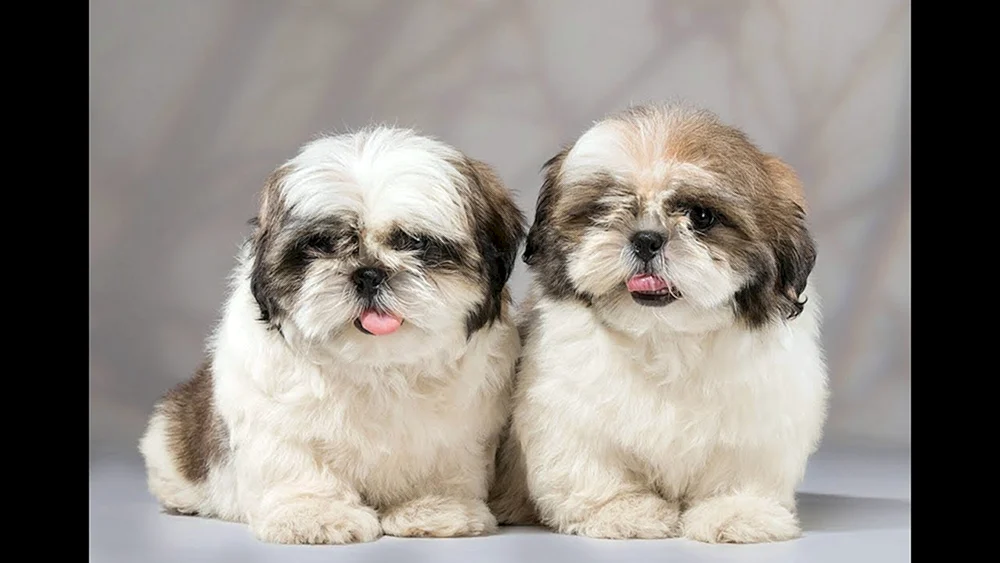Shih Tzu