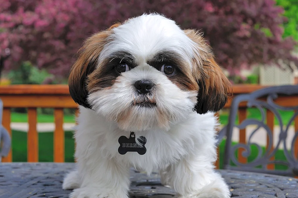 Shih Tzu