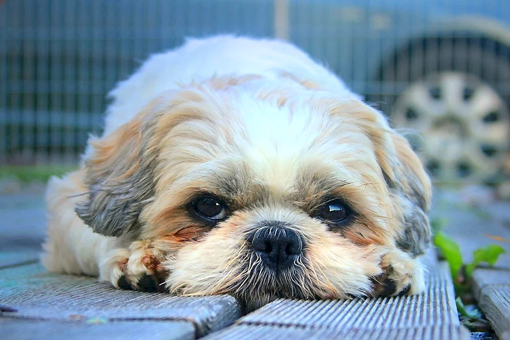 Shih Tzu