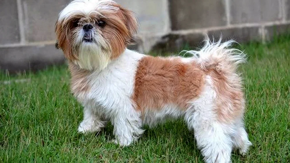 Shih Tzu