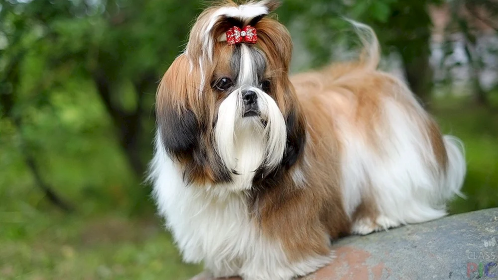 Shih Tzu