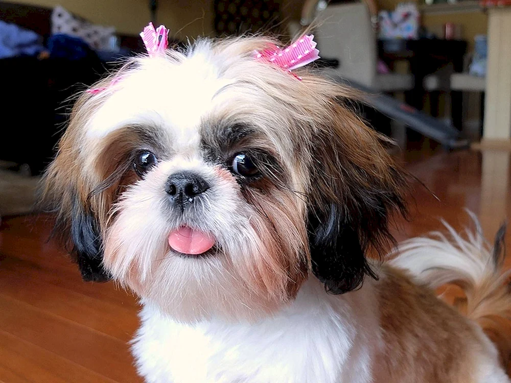 Shih Tzu