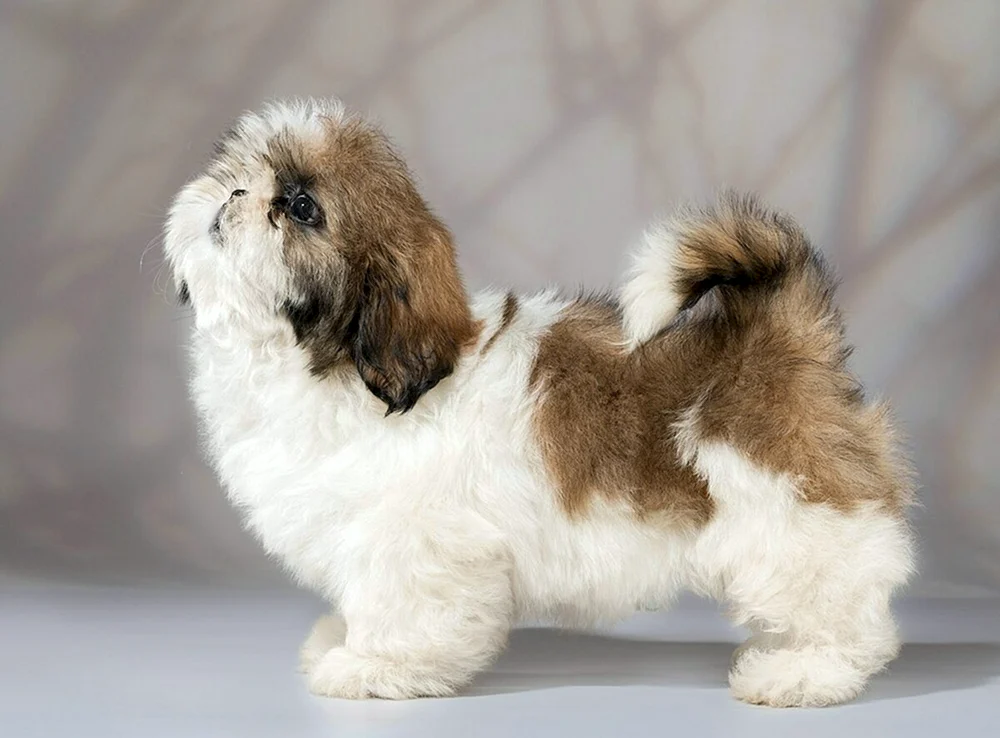 Shih Tzu