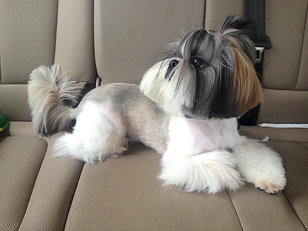 Shih tzu