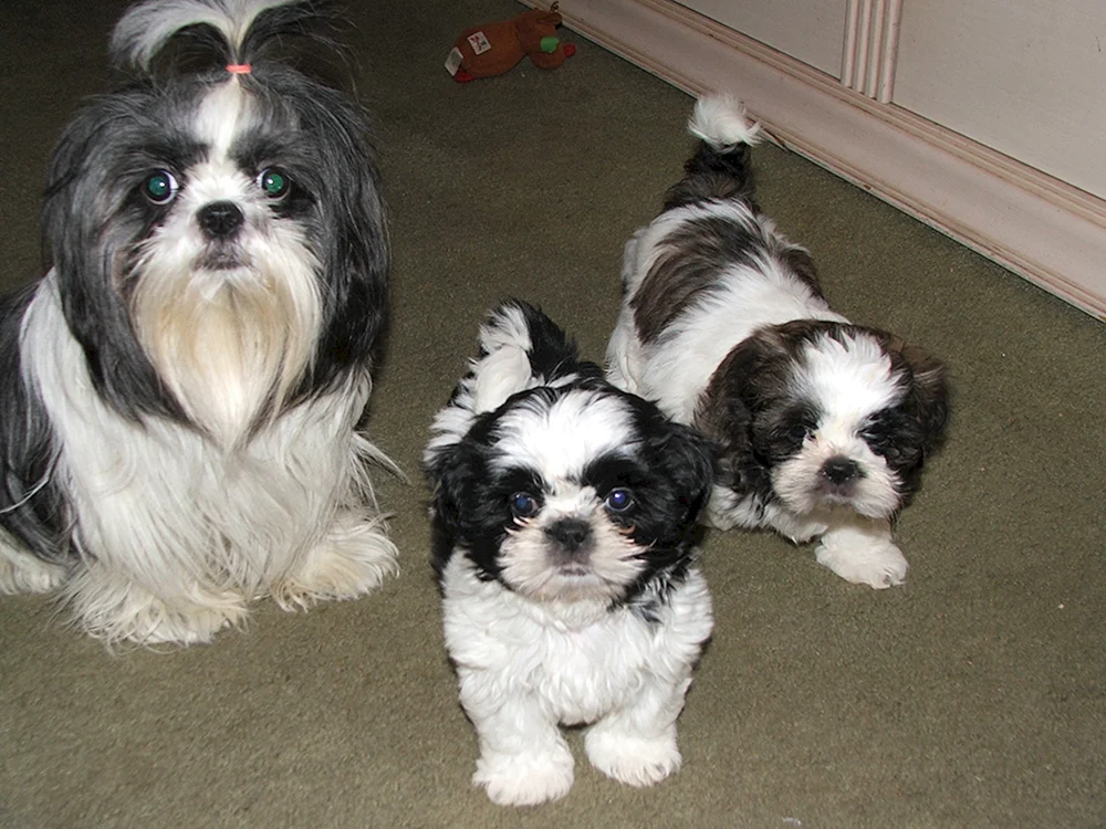 Shih Tzu