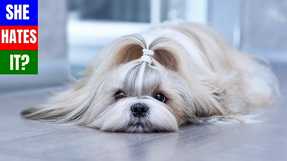 Shih Tzu