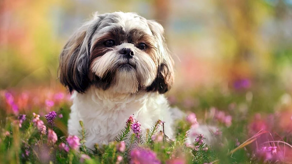 Shih Tzu