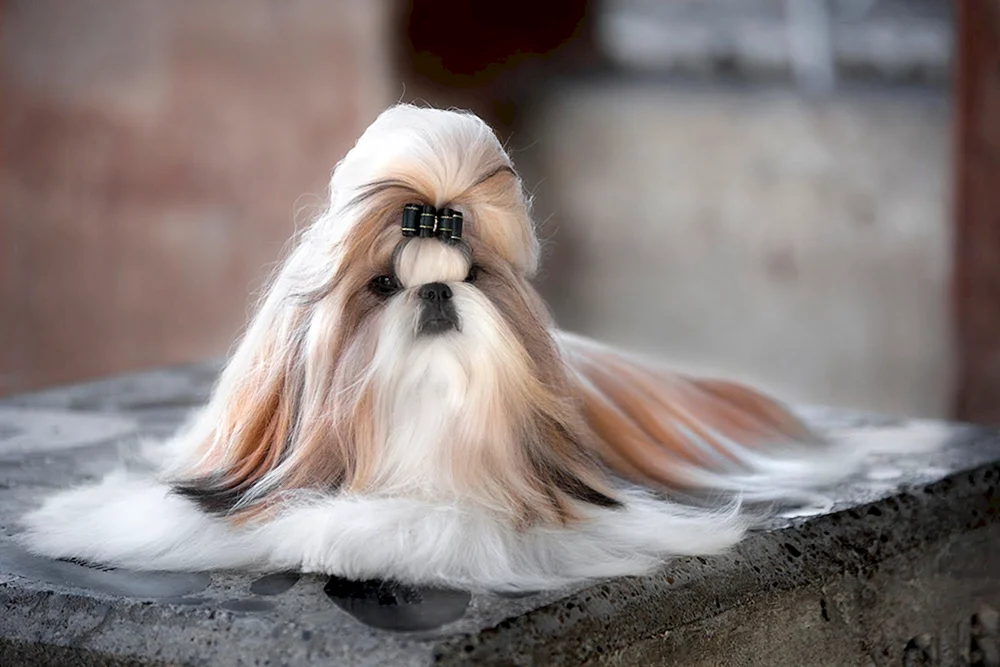 Shih Tzu