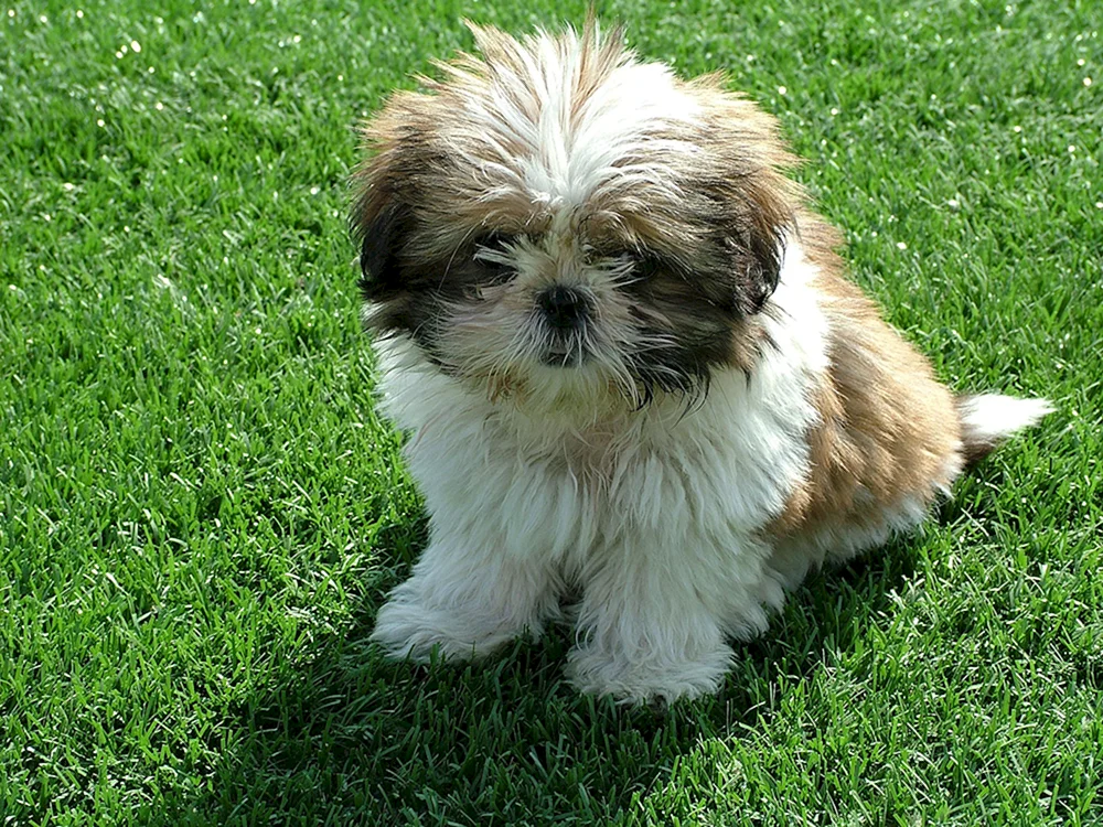 Shih Tzu