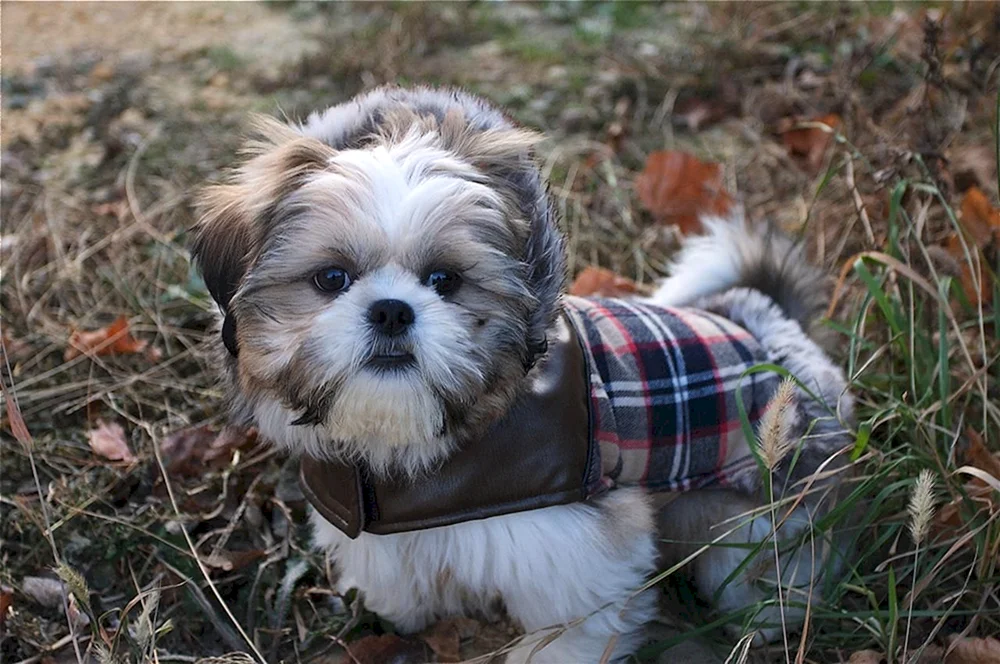 Shi tzu