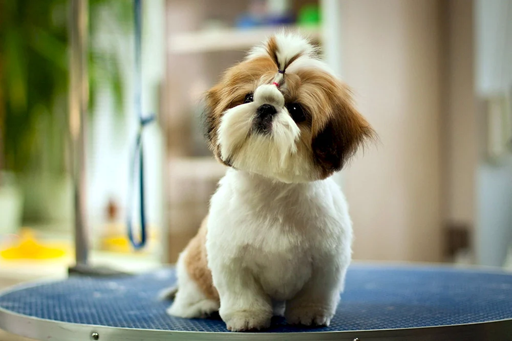 Shi tzu