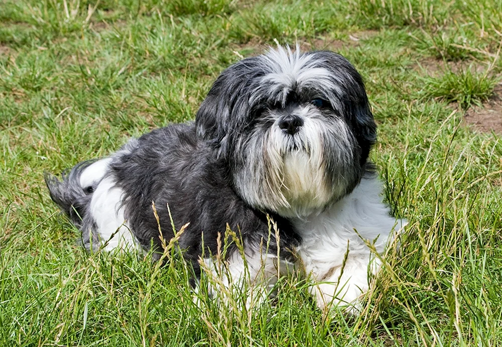 Shi tzu