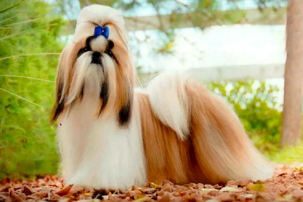 Shi tzu