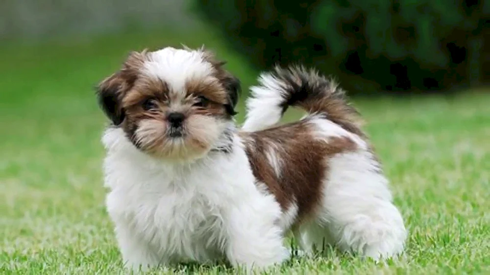 Shi tzu