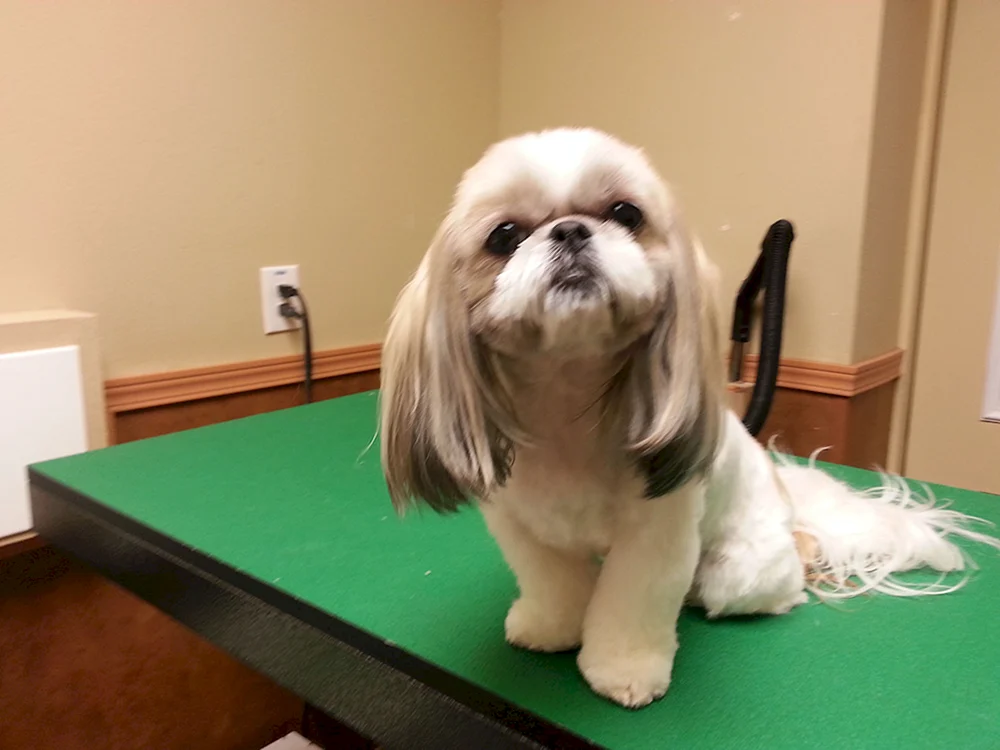 Shih tzu