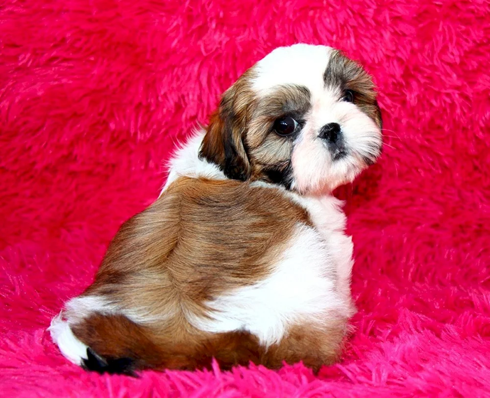 Shi tzu