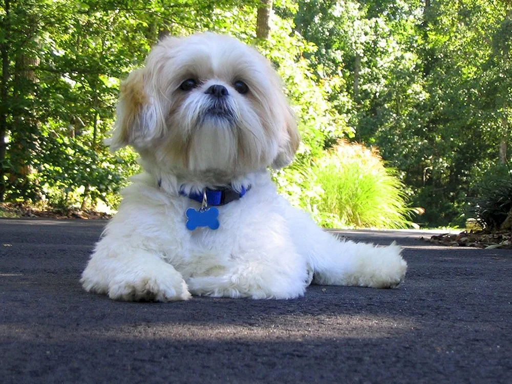 Shi tzu