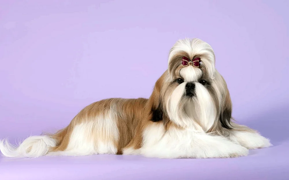 Shi tzu