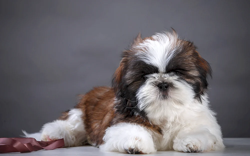 Shi tzu