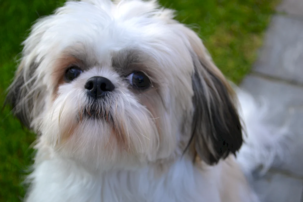 Shi tzu