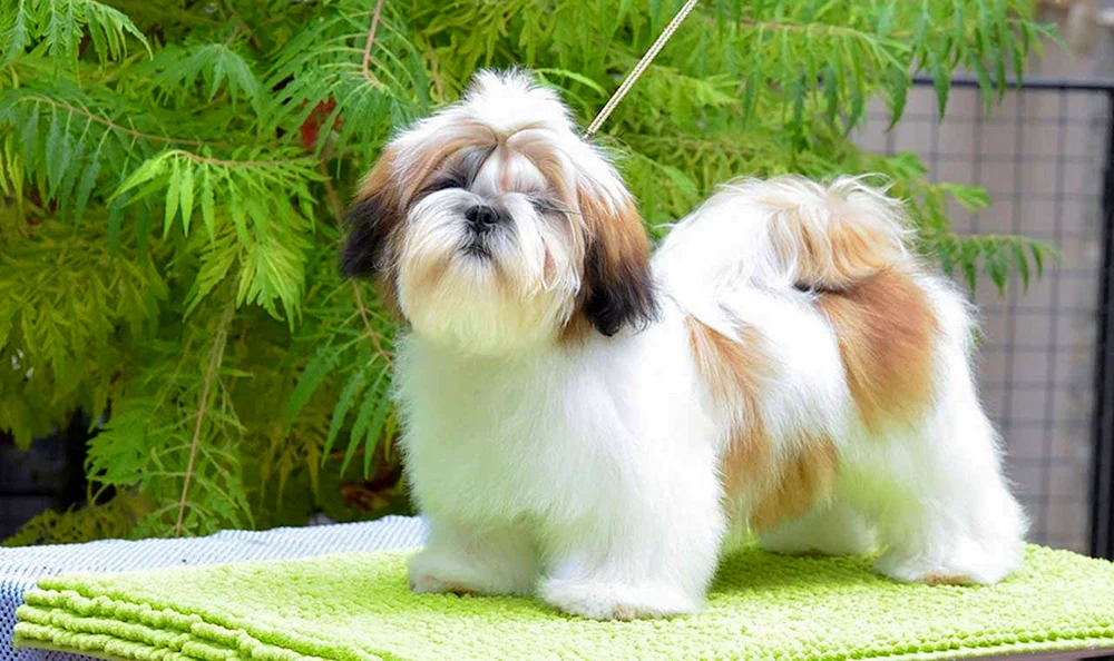 Shi tzu