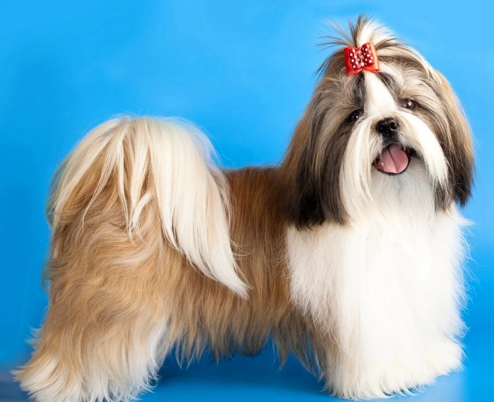 Shi tzu
