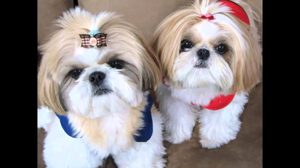 Shi tzu