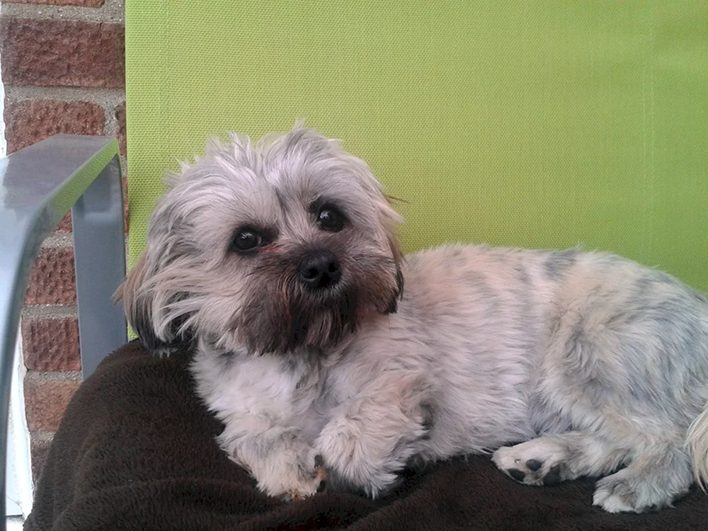 Shee- Tzu