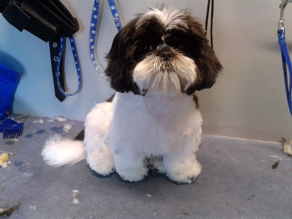 Shih tzu Haarschnitte