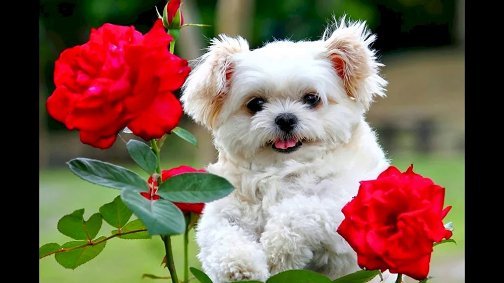 She- Tzu