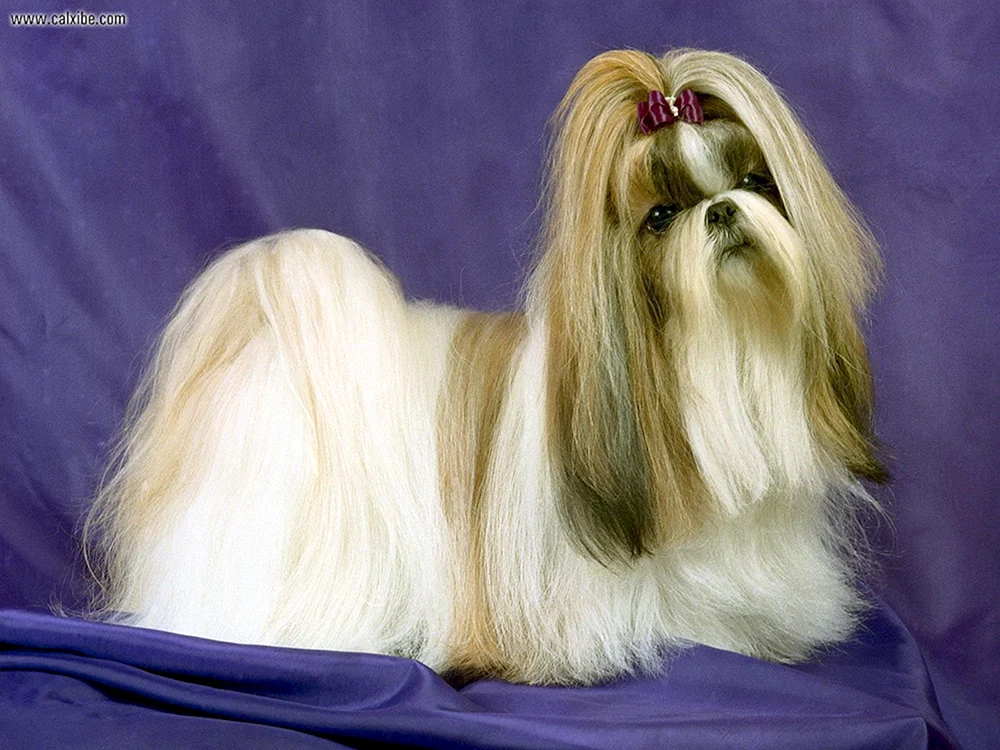 Afghanischer Windhund Schafshund