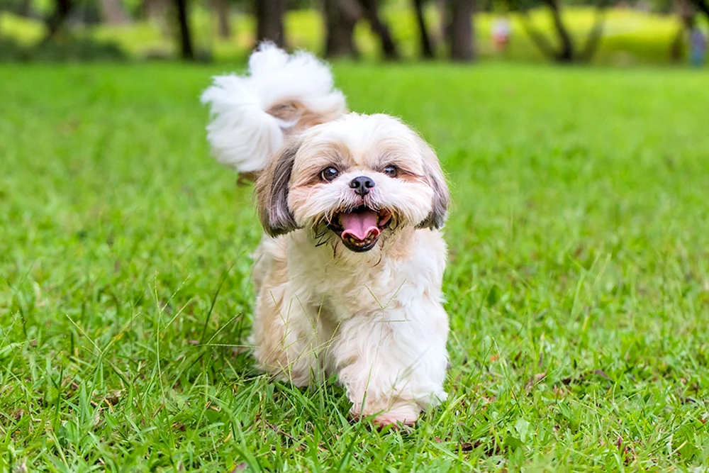 Shee- tzu