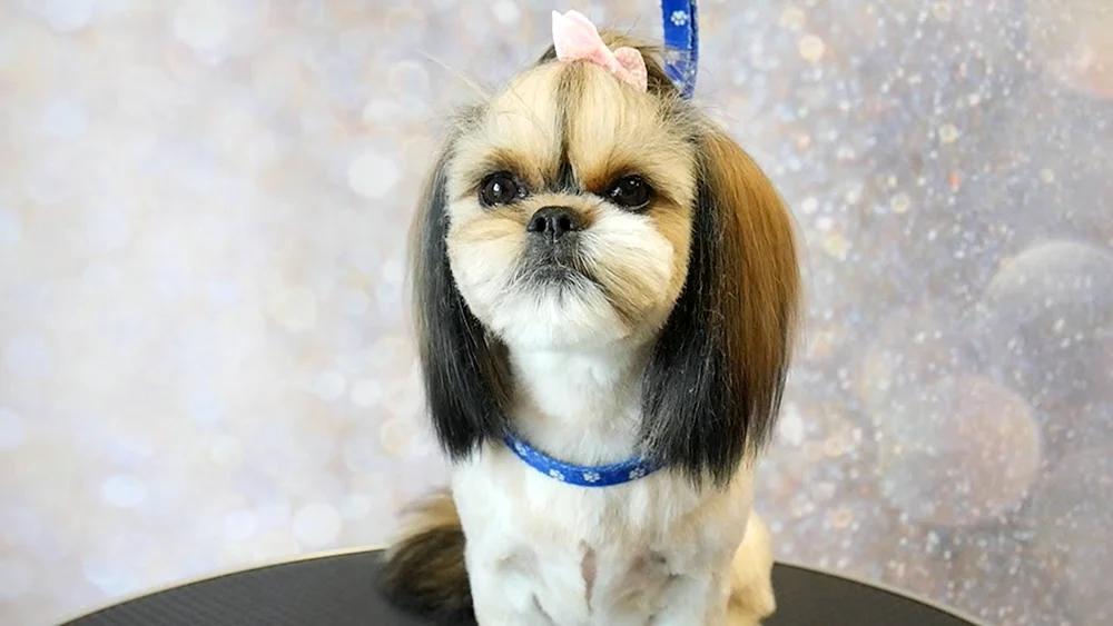 Pflege shih tzu