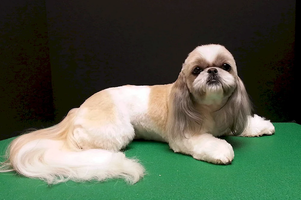 Shih- tzu