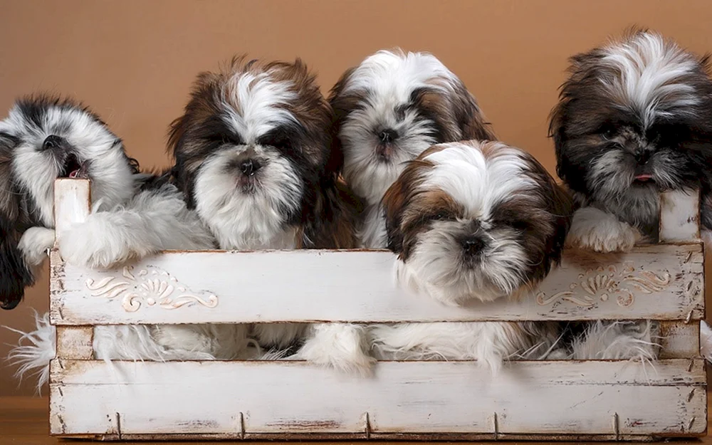 Shi Shih tzu