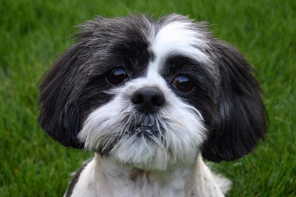 Shi tzu