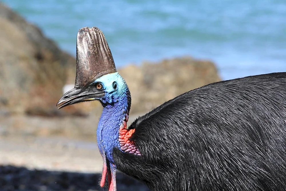Streifenbrust-Eisvogel