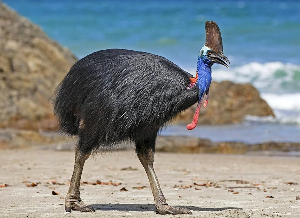 Tukan Costa Rica