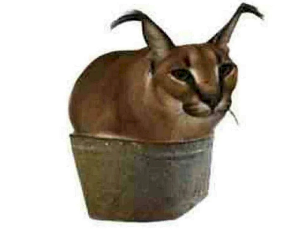 Karakal Schleppa