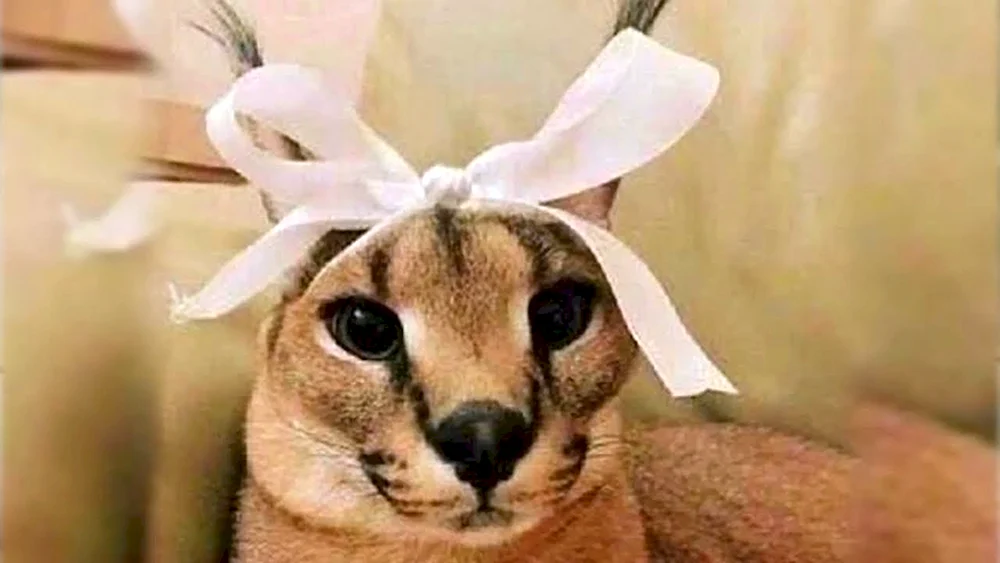 Shleppa floppa